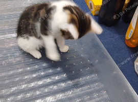 Kitten