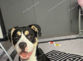 Bulldog cross Akita