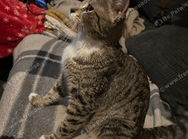Two 16 week old bengal cross kittens