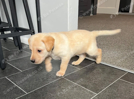 Fox Red Labrador Puppies - Little Adventures, Lifetime Friendship!