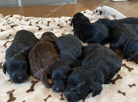 6 stunning F1 cockapoo puppies
