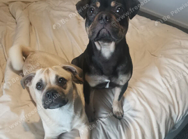 Frenchie male and jug female pups