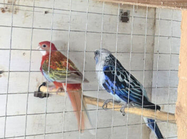 Pair rosella for sale
