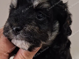 Tri, phantom Maltipoo