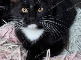 Last boy beautiful colour eyes