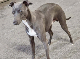 Italian Greyhound Stud