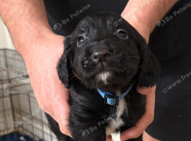 Kc registered cocker spaniel puppies