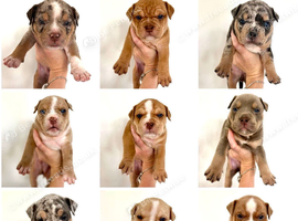 Exotic bully puppies
