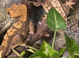 Stunning Pair of Breeding Crested Geckos with Vivarium