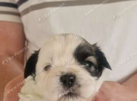 Shih Tzu Puppies  Fluffy Cuddlers with Royal Charm!