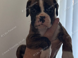 8 KC boxer puppies for sale