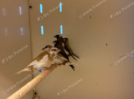5 Bengalese Finches