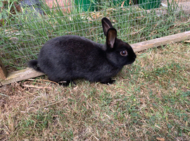 Baby rabbit