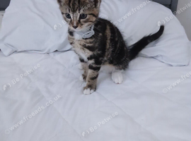 Tobby