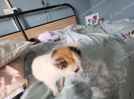3 kittens ready for there forever homes