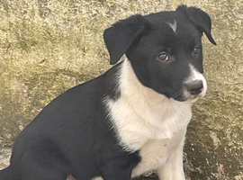 Collie x Kelpie pups