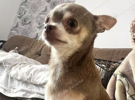 Teacup chihuahua