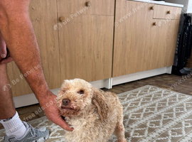 Miniature poodle