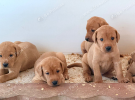 LABRADOR RETRIEVER PUPPIES