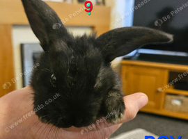 Continental giant black/blue baby boys x2