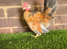 Serama Cockerel growers