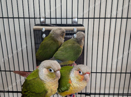Pineapple & Green Cheek Conures