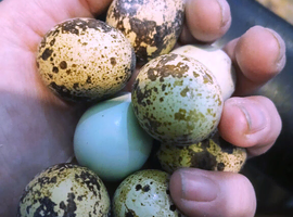 Coturnix Quail and Hatching Eggs