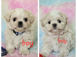 Imperial Shih Tzu X Maltese puppies