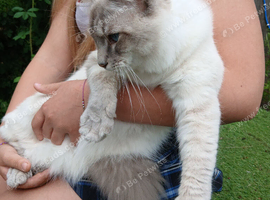 Handsome Blue Tabby Lynx Ragdoll