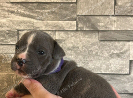 Bulldog x Staffordshire Bull Terrier