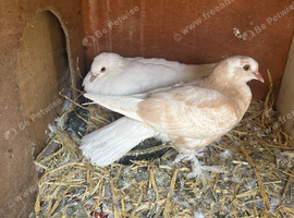 Free pigeons