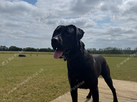 Labrador x Presa Canario