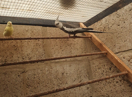 Cockatiel