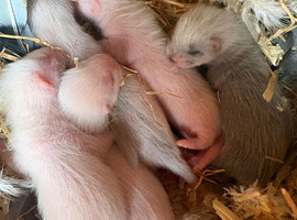 Ferret Hobs bew/silver