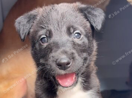 Collie cross Malinios