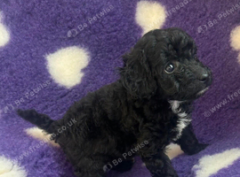 Beautiful cockapoo puppies