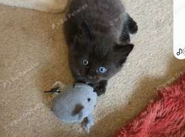 Kitten for sale little girl