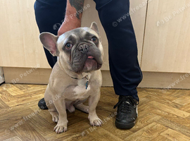 Frankie the French bulldog