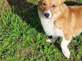 Clyde - Red & White Male (1 1/2 years old)