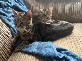 Male and female cat