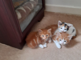 Lovely kittens Looking for their forever homes