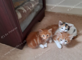 Lovely kittens Looking for their forever homes