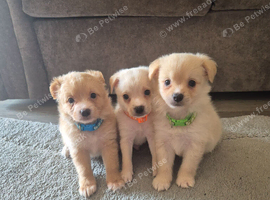 Jack Russell x Pomeranian