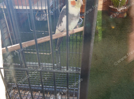 Female Pied Cockatiel