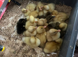 Runner Ducklings for sale