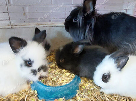 Baby Dm  loinheads ready to reserve