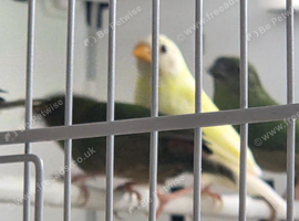 Parrot finches red face and seagreens and blue face
