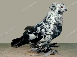 Hungarian Giant House Pigeon