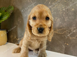 KC registered Show Cocker Spaniels
