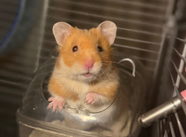 1 Syrian hamster left